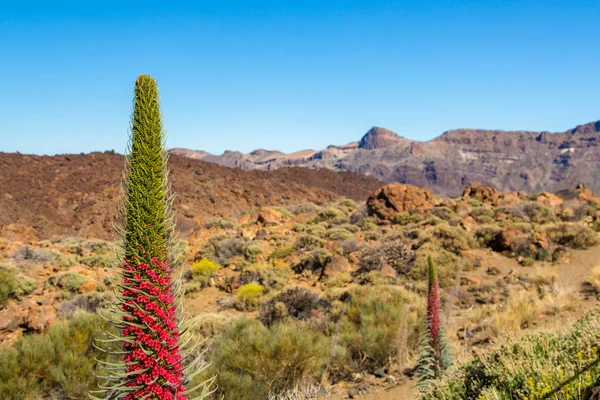 Tajinaste kwiat rosnący w Parku Narodowego Teide — Zdjęcie stockowe