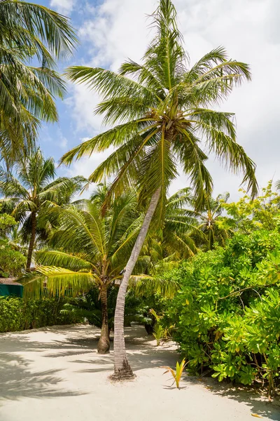 Palm Trees Blue Sky Maldives — Stock Photo, Image