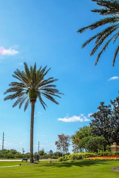 美丽的棕榈树与一个入口门在它之后在佛罗里达 奥兰多 — 图库照片