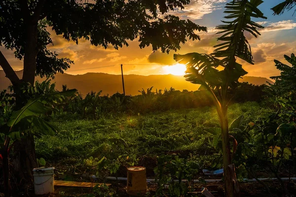 Şaşırtıcı turuncu günbatımı görünümü ormanın içinden Oahu, Hawaii Adası.