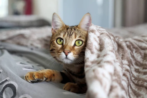 Gato Acostado Cama Debajo Manta Cat Cree Que Humano — Foto de Stock