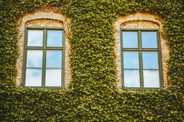 Bina eski ve genel sarmaşık kaplı