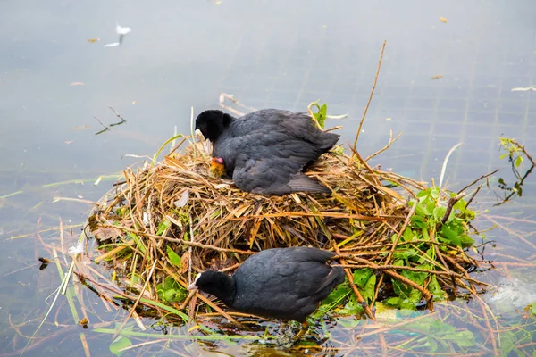 Coot Macho Alimentando Seu Bebê Faminto Ninho Parque Hyde Londres — Fotografia de Stock