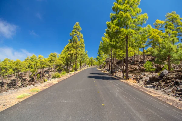 Green Forest Road Volcanic Lava Tenerife Island Teide Volcano — Stock Photo, Image