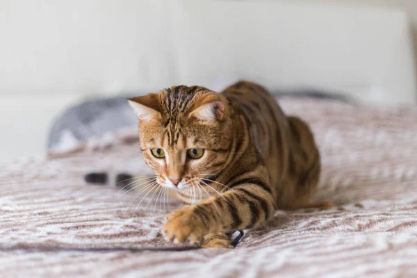 Young Bengal Cat Playing Bed House Stick — Stock Photo, Image