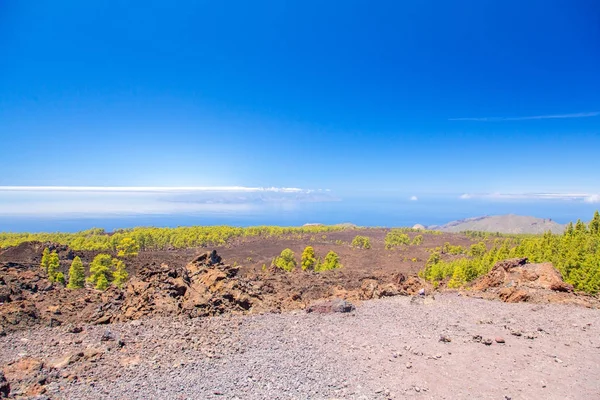 Wald auf der Vulkanlava auf Teneriffa — Stockfoto
