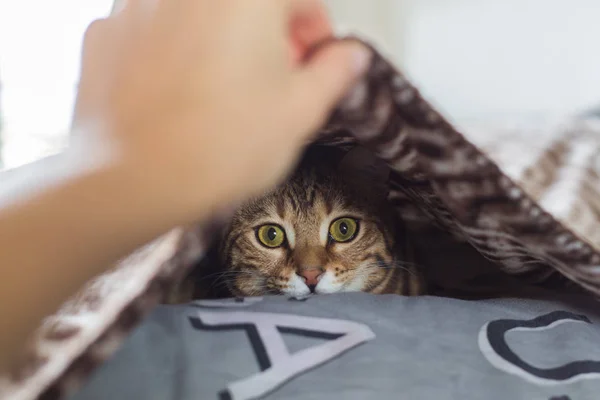 美しいベンガル猫毛布の下で遊ぶ — ストック写真