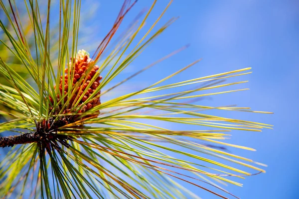 Cone de pinho em uma árvore de pinho — Fotografia de Stock