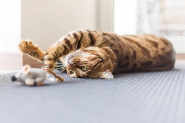 Schöne Bengalkatze Spielt Mit Mäusespielzeug Haus — Stockfoto