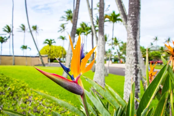 Beautiful bird of paradise flower on the Hawaii islands.