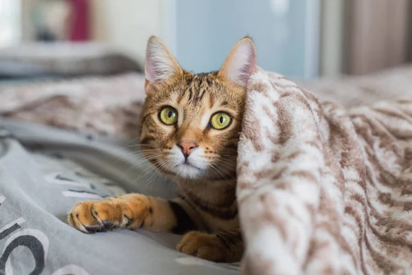 집에서 침대에 아래에 고양이 — 스톡 사진