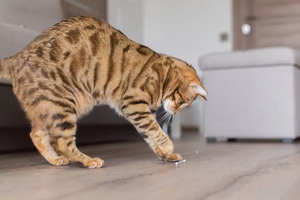 Comely bengal cat playing with cotton swab in the house