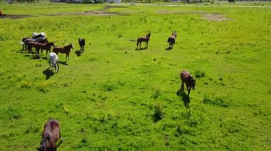 Letonya alanında güzel atlar havadan görünümü