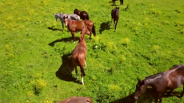 Vue aérienne des beaux chevaux dans le champ en Lettonie 