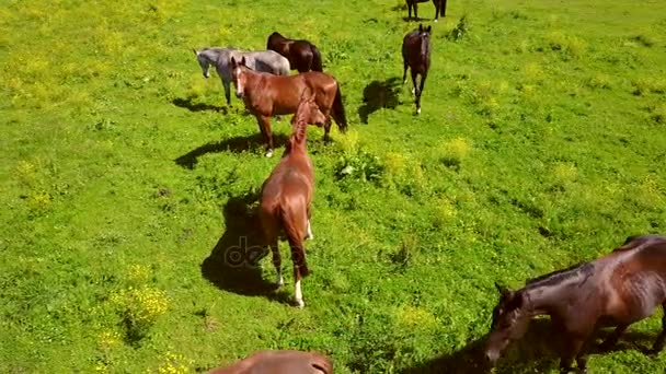 Vista Aérea Dos Belos Cavalos Campo Letónia — Vídeo de Stock