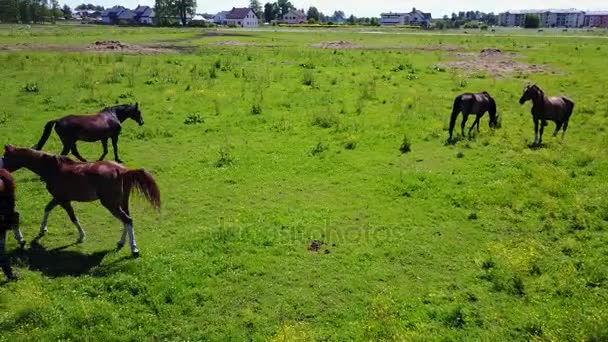 Vue aérienne des beaux chevaux dans le champ en Lettonie 