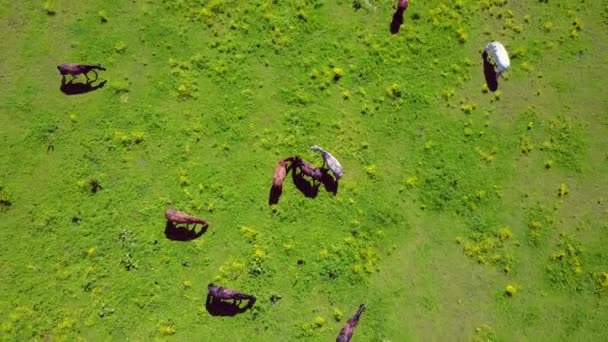Εναέρια Άποψη Από Πανέμορφα Άλογα Στον Τομέα Στη Λετονία — Αρχείο Βίντεο