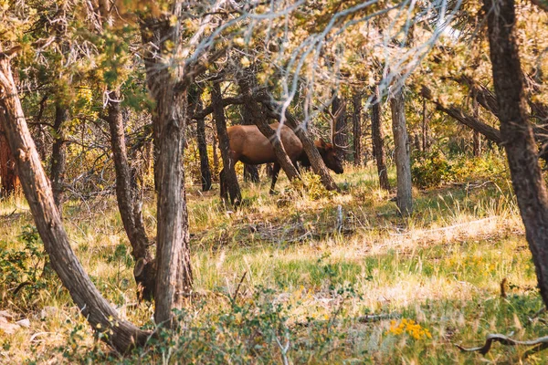 Young Deer Forest Grand Canyon Wildlife Animal — Stock Photo, Image