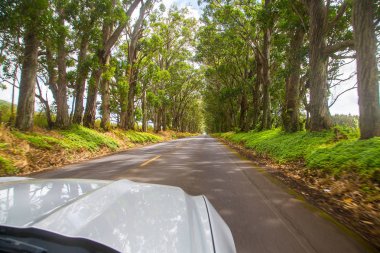 Ford Mustang Hawaii Adaları ormanlar ve ormanlar ile sürüş. Kauai, Hawaii. 20 Ağustos 2017.