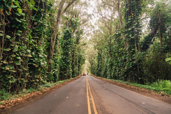 Estrada Caminho Passarela Com Árvores Verdes Túnel Floresta Lindo Beco — Fotografia de Stock