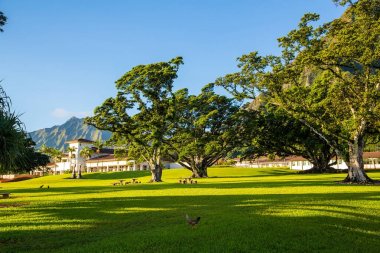 Güzel park Üniversitesi Hawaii Honolulu yakınındaki güneşli gün boyunca ile.