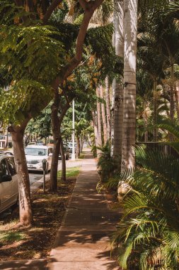 Honolulu, Hawaii güzel güneşli sokak birçok bitki, Bisiklet şeritli ve trafik ışıkları ile. 