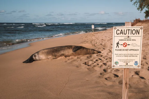 Caution sign. Don't touch sea lion. Sea lion lying on the beach.