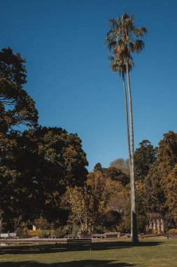 Avuç içi, papağan ve arka planda gökdelenler ile şaşırtıcı Botanik Bahçe park Sydney. Sidney, Avustralya. 30 Ağustos 2017.