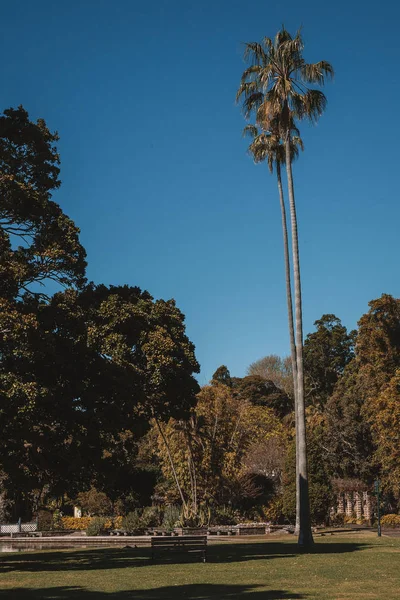 Fantastisk Botanisk Trädgård Park Sydney Med Palmer Papegojor Och Skyskrapor — Stockfoto