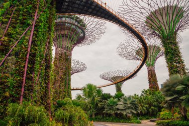 Singapur - 14 Mayıs 2017: Supertrees Bay tarafından Gardens. Ağaç benzeri yapılar Marina Bay Sands hotel ağaçlarıyla ekolojik fonksiyonu taklit etmek için Çevre teknolojileri ile donatılmıştır. 