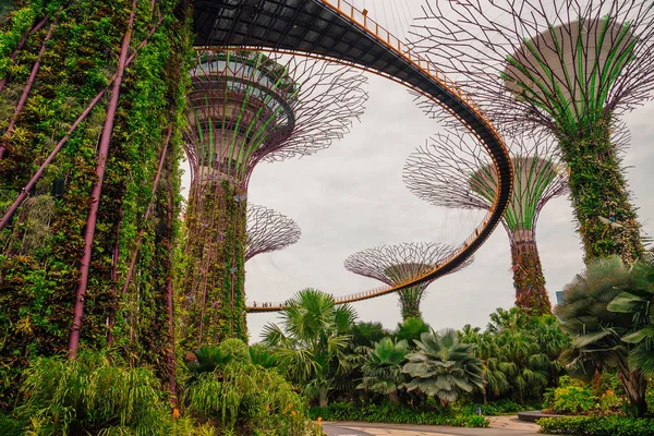 Singapur Května 2017 Putování Jedem Zahrady Zálivu Strom Jako Struktury — Stock fotografie