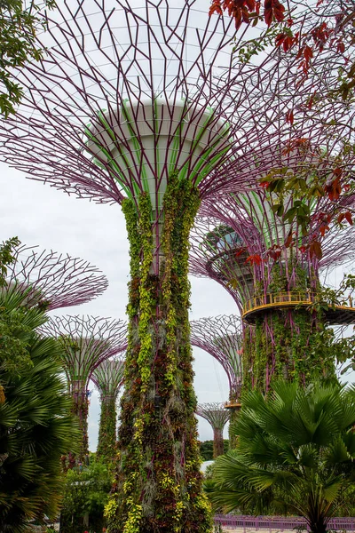 Singapur Května 2017 Putování Jedem Zahrady Zálivu Strom Jako Struktury — Stock fotografie