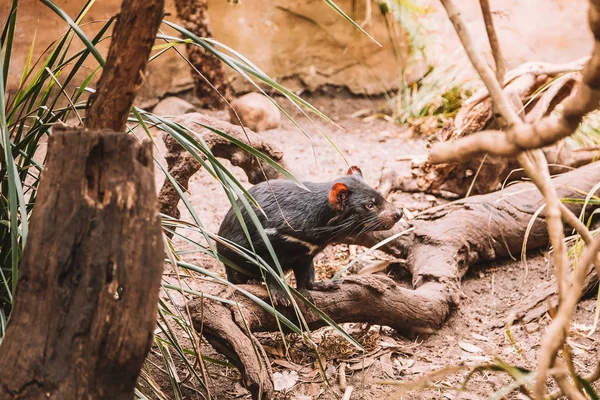 Diable Tasmanie Courant État Sauvage Parmi Les Arbres Les Buissons — Photo