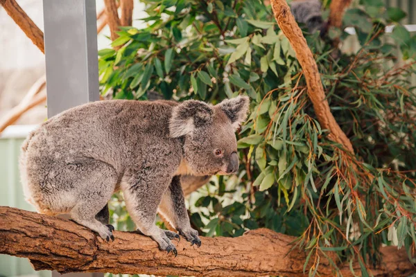 Aranyos Koala Játszik Ausztráliában — Stock Fotó