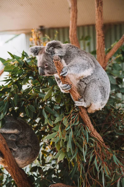호주에서 나무에 귀여운 코알라 — 스톡 사진