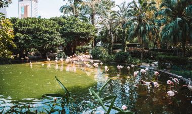 Pembe flamingolar park su birikintisi Hong Kong, Çin tarafından dinlenme.