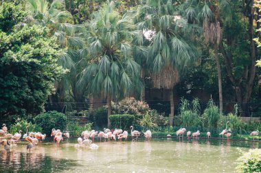 Pembe flamingolar park su birikintisi Hong Kong, Çin tarafından dinlenme.