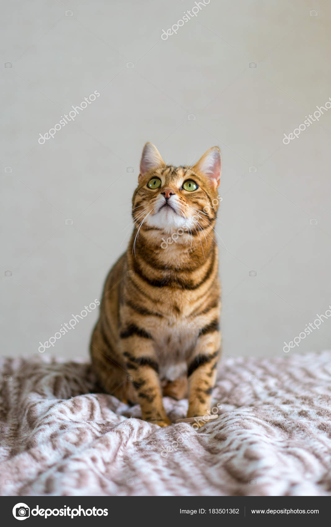 自宅で再生かわいいベンガル面白い猫 ストック写真 C Ingus Kruklitis Gmail Com 自宅で再生かわいいベンガル面白い猫 ストック写真 C Ingus Kruklitis Gmail Com