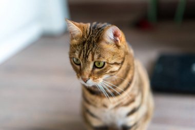 Şirin bengal komik kedi evde oynamak