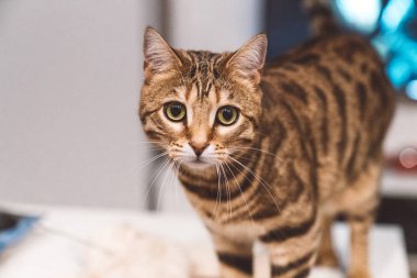 Modern apartman dairesinde yaşayan şirin bengal kedi. Mobilya etrafında oynarken. Sevimli kedi gözleri.