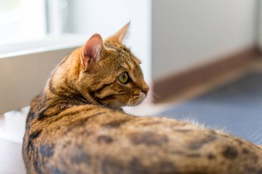 Şirin bengal komik kedi evde oynamak