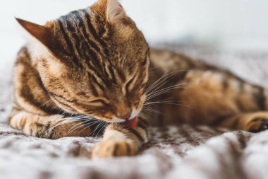 Şirin bengal kedi kendini onun diliyle yıkama. Temiz kedi pençeleri yıkama,.