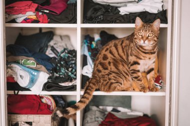 Şirin bengal komik kedi evde oynamak