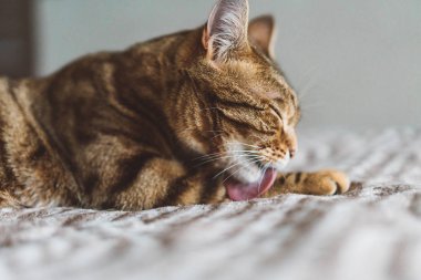 Şirin bengal kedi kendini onun diliyle yıkama. Temiz kedi pençeleri yıkama,.