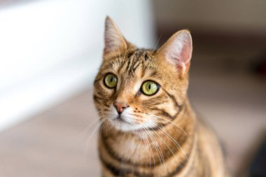 Şirin bengal komik kedi evde oynamak