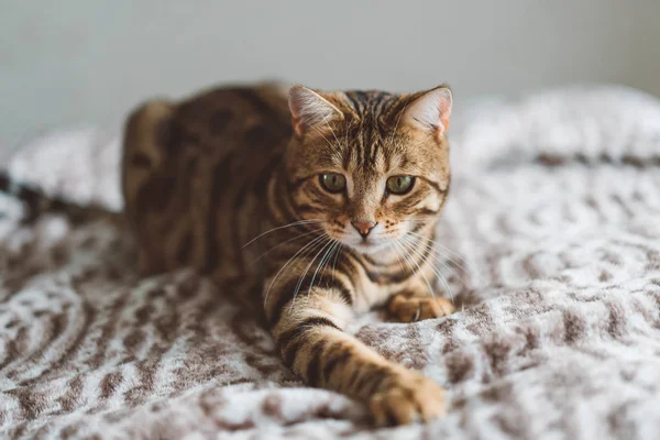 自宅で再生かわいいベンガル面白い猫 — ストック写真