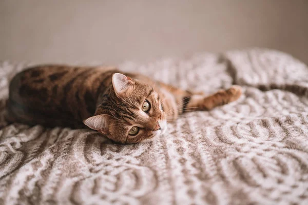 Lindo Bengala Divertido Gato Jugando Casa — Foto de Stock