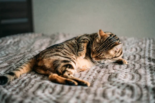 Söt Bengal Katt Som Sover Soffan — Stockfoto