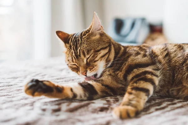 Lindo Gato Bengala Lavándose Lengua Gato Limpio Patas Lavado — Foto de Stock