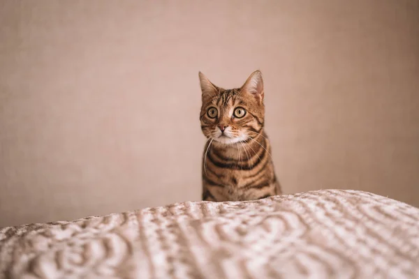 自宅で再生かわいいベンガル面白い猫 — ストック写真